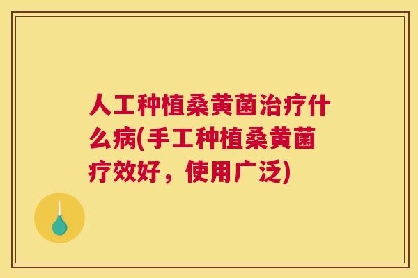 人工种植桑黄菌什么(手工种植桑黄菌疗效好，使用广泛)