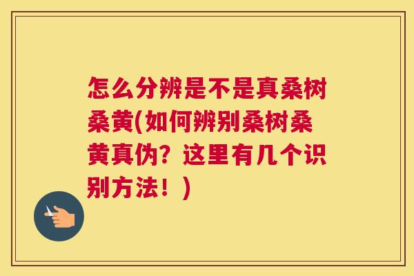 怎么分辨是不是真桑树桑黄(如何辨别桑树桑黄真伪?这里有几个识别方法!) 怎么分辨是不是真桑树桑黄(如何辨别桑树桑黄真伪?这里有几个识别方法!)