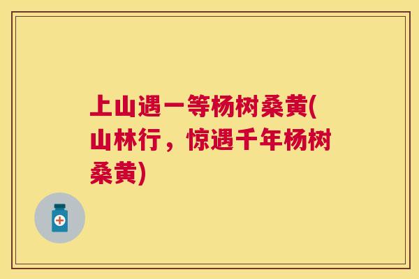 上山遇一等杨树桑黄(山林行,惊遇千年杨树桑黄) 上山遇一等杨树桑黄(山林行,惊遇千年杨树桑黄)