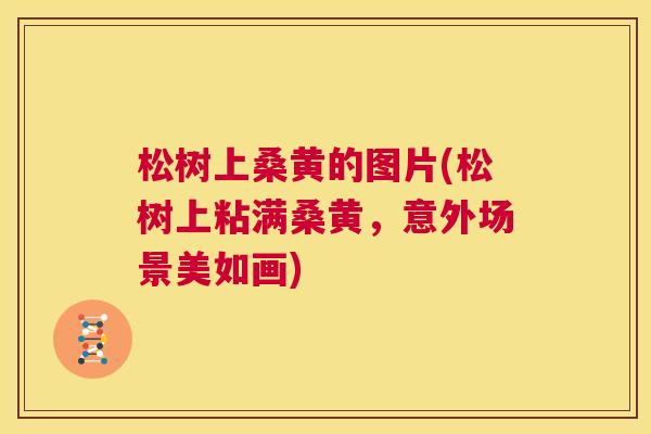 松树上桑黄的图片(松树上粘满桑黄,意外场景美如画) 松树上桑黄的图片(松树上粘满桑黄,意外场景美如画)