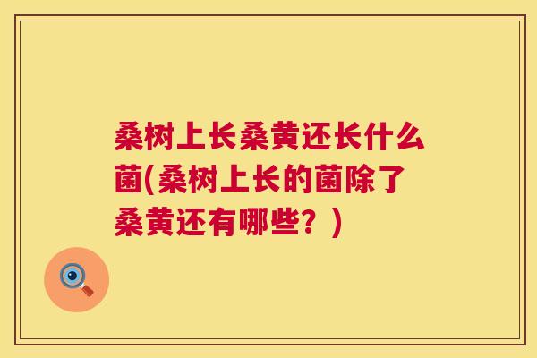 桑树上长桑黄还长什么菌(桑树上长的菌除了桑黄还有哪些?) 桑树上长桑黄还长什么菌(桑树上长的菌除了桑黄还有哪些?)