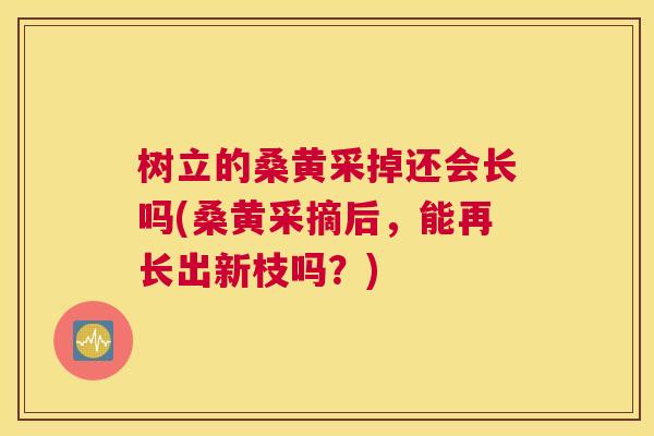 树立的桑黄采掉还会长吗(桑黄采摘后,能再长出新枝吗?) 树立的桑黄采掉还会长吗(桑黄采摘后,能再长出新枝吗?)