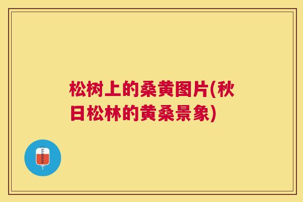 松树上的桑黄图片(秋日松林的黄桑景象) 松树上的桑黄图片(秋日松林的黄桑景象)