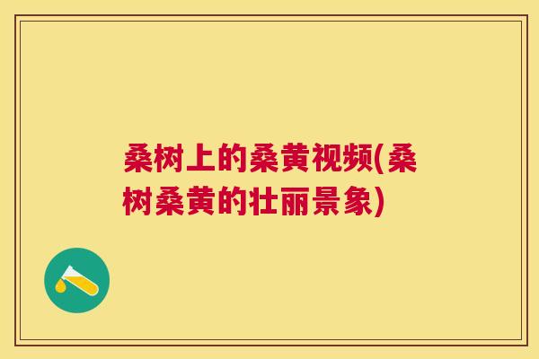 桑树上的桑黄视频(桑树桑黄的壮丽景象) 桑树上的桑黄视频(桑树桑黄的壮丽景象)