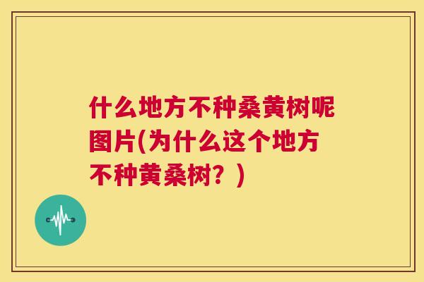 什么地方不种桑黄树呢图片(为什么这个地方不种黄桑树?) 什么地方不种桑黄树呢图片(为什么这个地方不种黄桑树?)