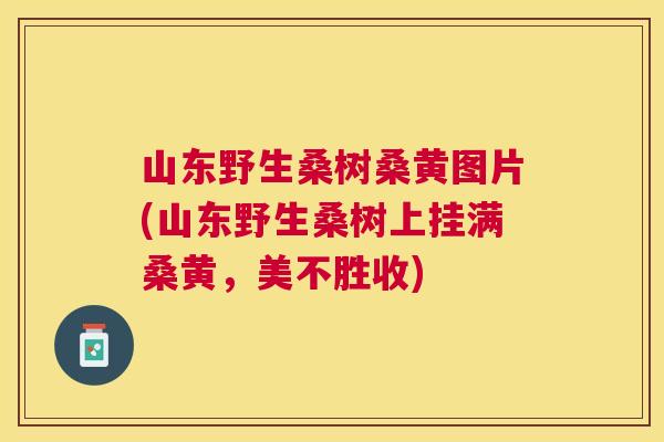 山东野生桑树桑黄图片(山东野生桑树上挂满桑黄，美不胜收)