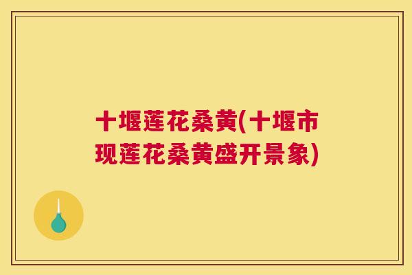 十堰莲花桑黄(十堰市现莲花桑黄盛开景象) 十堰莲花桑黄(十堰市现莲花桑黄盛开景象)