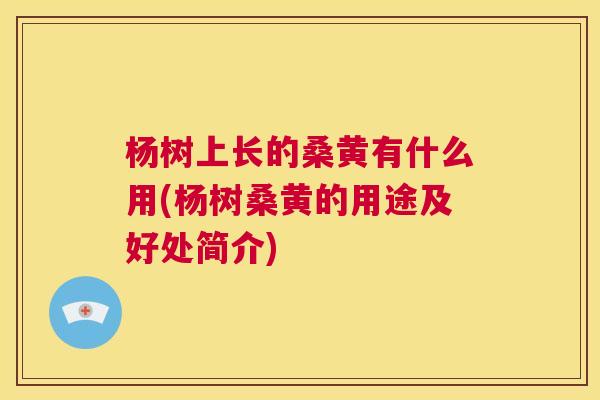 杨树上长的桑黄有什么用(杨树桑黄的用途及好处简介) 杨树上长的桑黄有什么用(杨树桑黄的用途及好处简介)
