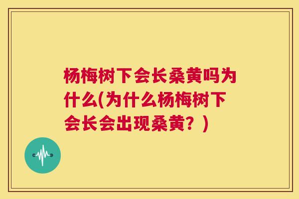 杨梅树下会长桑黄吗为什么(为什么杨梅树下会长会出现桑黄?) 杨梅树下会长桑黄吗为什么(为什么杨梅树下会长会出现桑黄?)