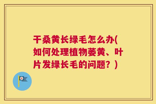 干桑黄长绿毛怎么办(如何处理植物萎黄、叶片发绿长毛的问题？)