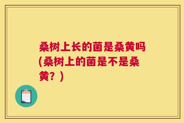 桑树上长的菌是桑黄吗(桑树上的菌是不是桑黄?) 桑树上长的菌是桑黄吗(桑树上的菌是不是桑黄?)