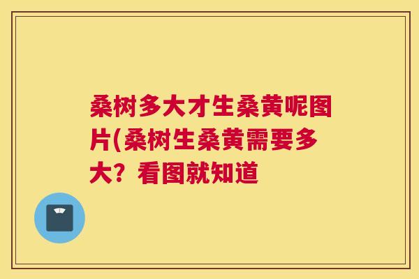 桑树多大才生桑黄呢图片(桑树生桑黄需要多大?看图就知道 桑树多大才生桑黄呢图片(桑树生桑黄需要多大?看图就知道