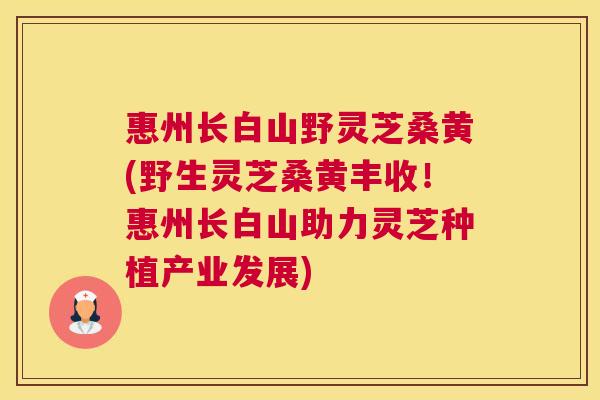 惠州长白山野灵芝桑黄(野生灵芝桑黄丰收!惠州长白山助力灵芝种植产业发展) 惠州长白山野灵芝桑黄(野生灵芝桑黄丰收!惠州长白山助力灵芝种植产业发展)