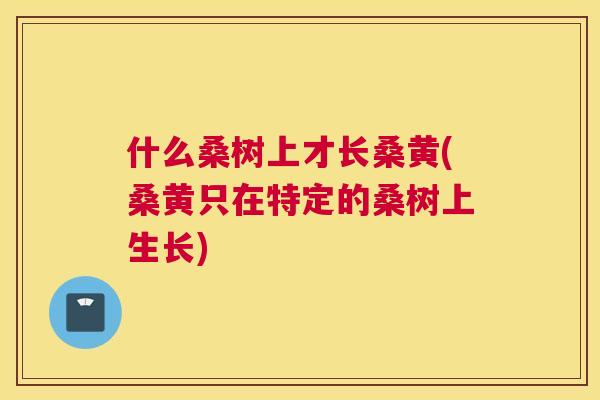什么桑树上才长桑黄(桑黄只在特定的桑树上生长) 什么桑树上才长桑黄(桑黄只在特定的桑树上生长)