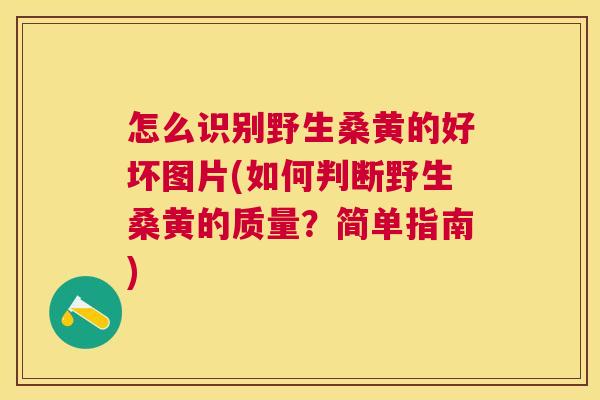 怎么识别野生桑黄的好坏图片(如何判断野生桑黄的质量?简单指南) 怎么识别野生桑黄的好坏图片(如何判断野生桑黄的质量?简单指南)