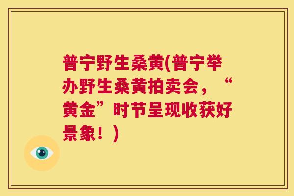 普宁野生桑黄(普宁举办野生桑黄拍卖会,“黄金”时节呈现收获好景象!) 普宁野生桑黄(普宁举办野生桑黄拍卖会,“黄金”时节呈现收获好景象!)