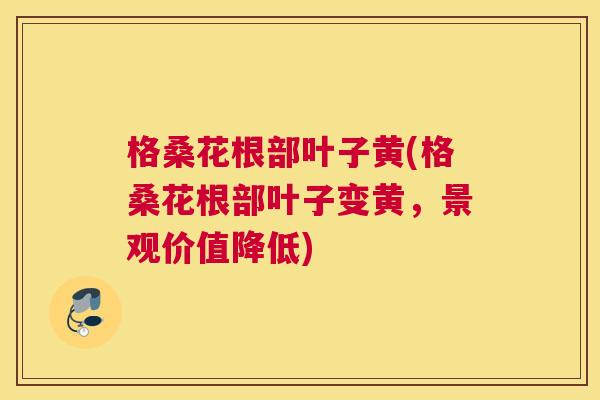 格桑花根部叶子黄(格桑花根部叶子变黄,景观价值降低) 格桑花根部叶子黄(格桑花根部叶子变黄,景观价值降低)