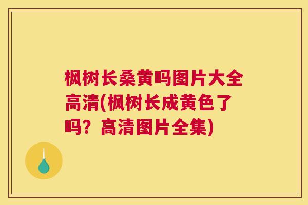 枫树长桑黄吗图片大全高清(枫树长成黄色了吗？高清图片全集)