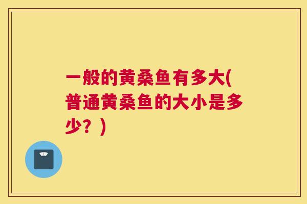 一般的黄桑鱼有多大(普通黄桑鱼的大小是多少?) 一般的黄桑鱼有多大(普通黄桑鱼的大小是多少?)