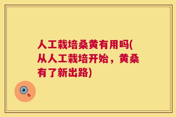 人工栽培桑黄有用吗(从人工栽培开始,黄桑有了新出路) 人工栽培桑黄有用吗(从人工栽培开始,黄桑有了新出路)