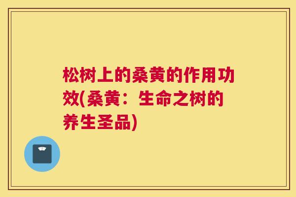 松树上的桑黄的作用功效(桑黄:生命之树的养生圣品) 松树上的桑黄的作用功效(桑黄:生命之树的养生圣品)