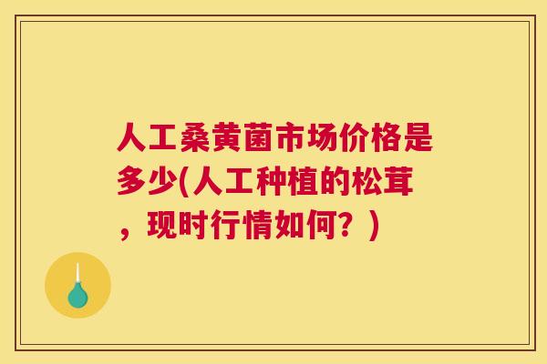 人工桑黄菌市场价格是多少(人工种植的松茸,现时行情如何?) 人工桑黄菌市场价格是多少(人工种植的松茸,现时行情如何?)