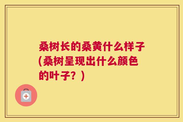 桑树长的桑黄什么样子(桑树呈现出什么颜色的叶子?) 桑树长的桑黄什么样子(桑树呈现出什么颜色的叶子?)