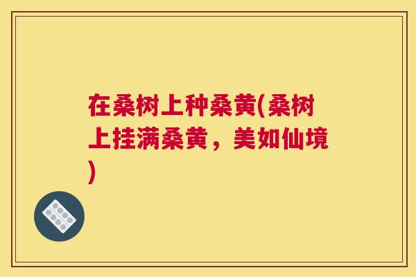 在桑树上种桑黄(桑树上挂满桑黄，美如仙境)