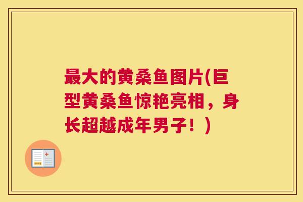 大的黄桑鱼图片(巨型黄桑鱼惊艳亮相，身长超越成年男子！)