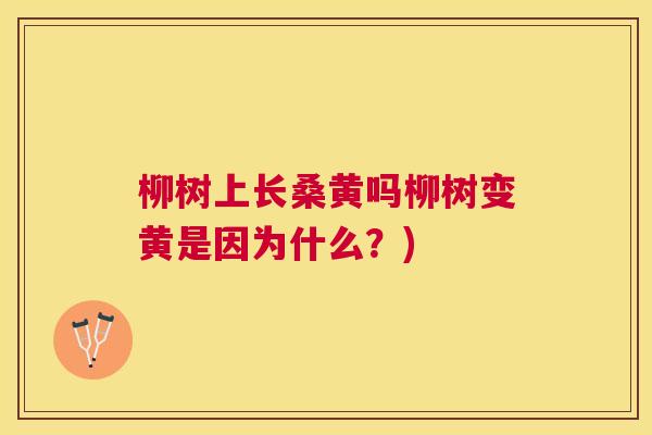 柳树上长桑黄吗柳树变黄是因为什么?) 柳树上长桑黄吗柳树变黄是因为什么?)