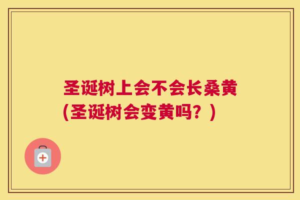 圣诞树上会不会长桑黄(圣诞树会变黄吗?) 圣诞树上会不会长桑黄(圣诞树会变黄吗?)