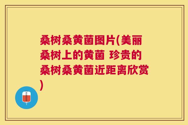 桑树桑黄菌图片(美丽桑树上的黄菌 珍贵的桑树桑黄菌近距离欣赏) 桑树桑黄菌图片(美丽桑树上的黄菌 珍贵的桑树桑黄菌近距离欣赏)