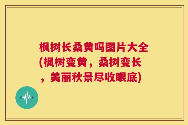 枫树长桑黄吗图片大全(枫树变黄,桑树变长,美丽秋景尽收眼底) 枫树长桑黄吗图片大全(枫树变黄,桑树变长,美丽秋景尽收眼底)