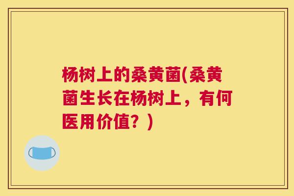 杨树上的桑黄菌(桑黄菌生长在杨树上,有何医用价值?) 杨树上的桑黄菌(桑黄菌生长在杨树上,有何医用价值?)