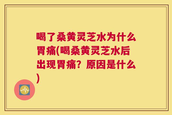 喝了桑黄灵芝水为什么胃痛(喝桑黄灵芝水后出现胃痛?原因是什么) 喝了桑黄灵芝水为什么胃痛(喝桑黄灵芝水后出现胃痛?原因是什么)