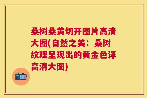 桑树桑黄切开图片高清大图(自然之美:桑树纹理呈现出的黄金色泽高清大图) 桑树桑黄切开图片高清大图(自然之美:桑树纹理呈现出的黄金色泽高清大图)