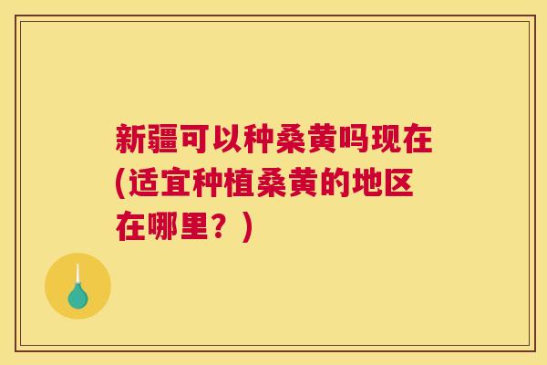 新疆可以种桑黄吗现在(适宜种植桑黄的地区在哪里?) 新疆可以种桑黄吗现在(适宜种植桑黄的地区在哪里?)