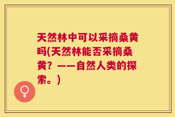 天然林中可以采摘桑黄吗(天然林能否采摘桑黄?——自然人类的探索。) 天然林中可以采摘桑黄吗(天然林能否采摘桑黄?——自然人类的探索。)