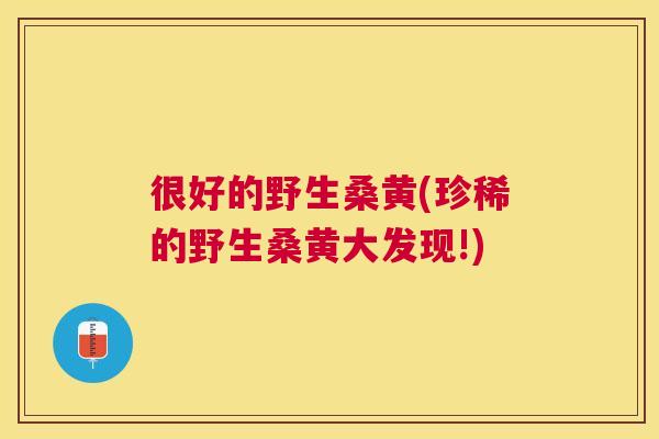 很好的野生桑黄(珍稀的野生桑黄大发现!) 很好的野生桑黄(珍稀的野生桑黄大发现!)
