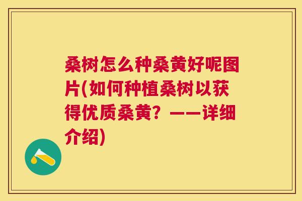 桑树怎么种桑黄好呢图片(如何种植桑树以获得优质桑黄?——详细介绍) 桑树怎么种桑黄好呢图片(如何种植桑树以获得优质桑黄?——详细介绍)