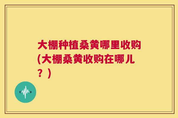 大棚种植桑黄哪里收购(大棚桑黄收购在哪儿?) 大棚种植桑黄哪里收购(大棚桑黄收购在哪儿?)