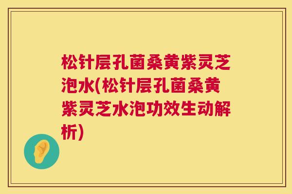 松针层孔菌桑黄紫灵芝泡水(松针层孔菌桑黄紫灵芝水泡功效生动解析) 松针层孔菌桑黄紫灵芝泡水(松针层孔菌桑黄紫灵芝水泡功效生动解析)