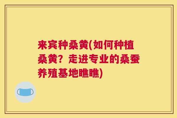 来宾种桑黄(如何种植桑黄？走进专业的桑蚕养殖基地瞧瞧)