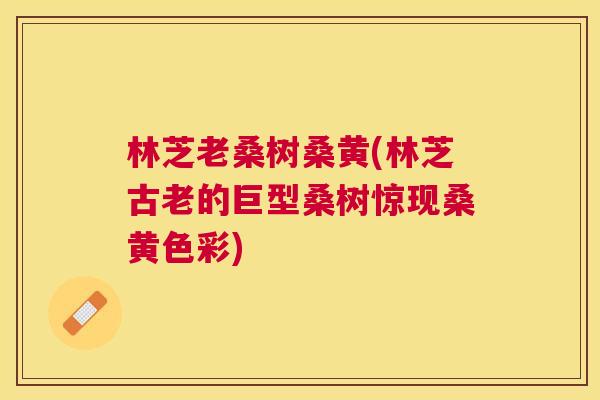 林芝老桑树桑黄(林芝古老的巨型桑树惊现桑黄色彩) 林芝老桑树桑黄(林芝古老的巨型桑树惊现桑黄色彩)