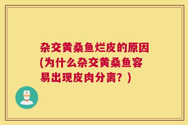 杂交黄桑鱼烂皮的原因(为什么杂交黄桑鱼容易出现皮肉分离?) 杂交黄桑鱼烂皮的原因(为什么杂交黄桑鱼容易出现皮肉分离?)