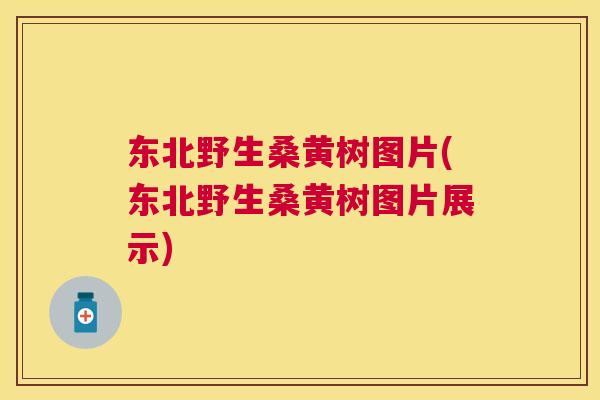 东北野生桑黄树图片(东北野生桑黄树图片展示) 东北野生桑黄树图片(东北野生桑黄树图片展示)