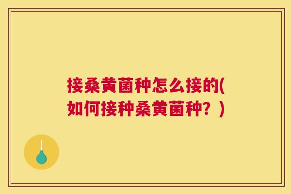 接桑黄菌种怎么接的(如何接种桑黄菌种?) 接桑黄菌种怎么接的(如何接种桑黄菌种?)