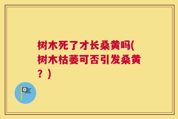树木死了才长桑黄吗(树木枯萎可否引发桑黄?) 树木死了才长桑黄吗(树木枯萎可否引发桑黄?)