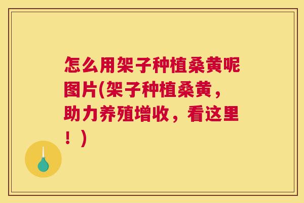 怎么用架子种植桑黄呢图片(架子种植桑黄,助力养殖增收,看这里!) 怎么用架子种植桑黄呢图片(架子种植桑黄,助力养殖增收,看这里!)