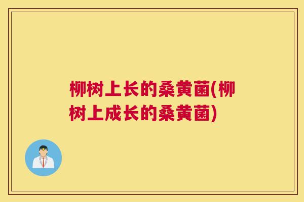 柳树上长的桑黄菌(柳树上成长的桑黄菌)